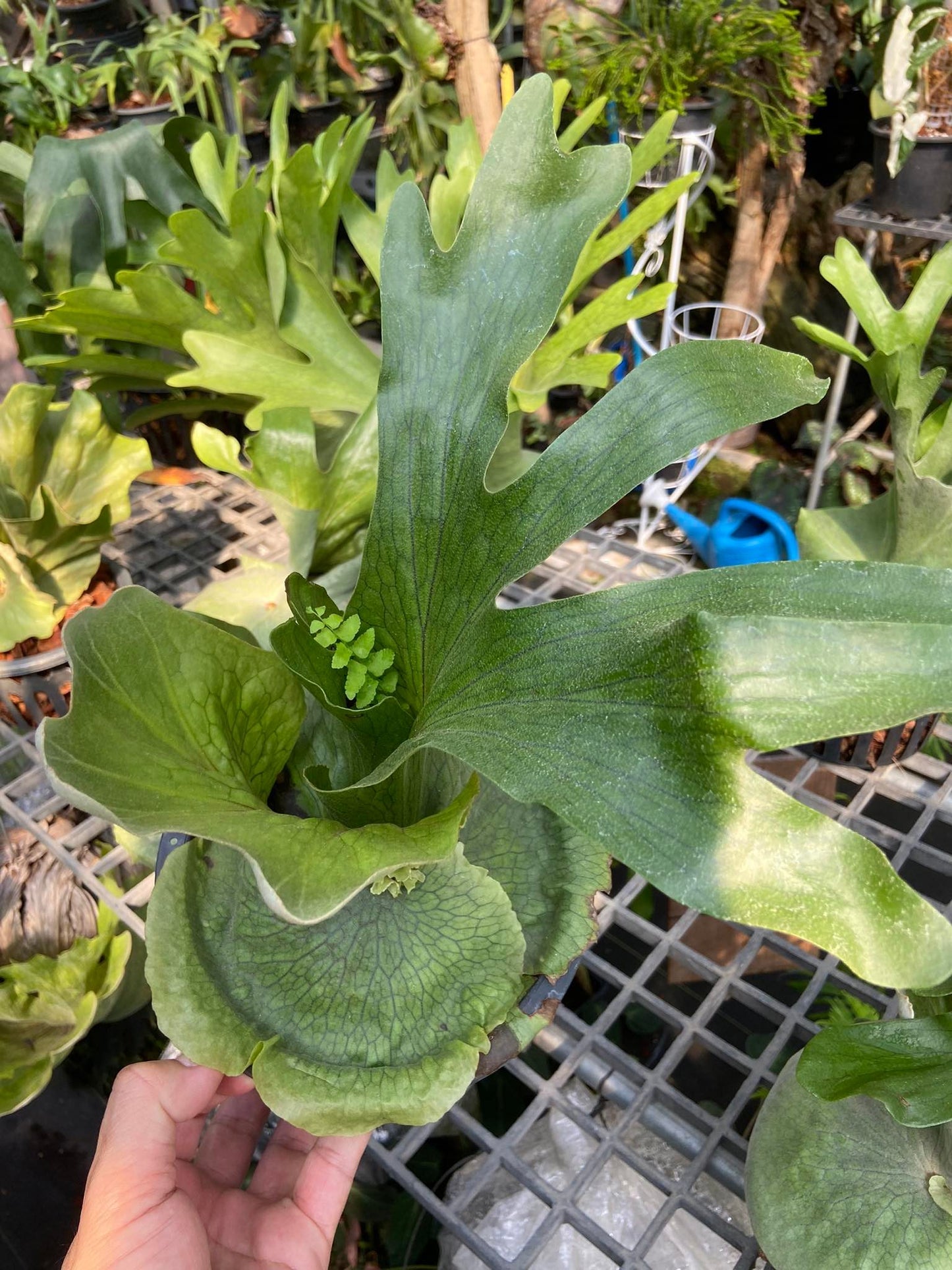 Plat.grande , Plat.walicii,Plat.willinkii bacteria customs order for Schideyder