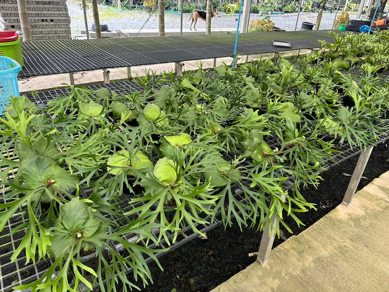 Platycerium Mount Kitshakood Thin (Platycerium Kitshakood Thin Form)