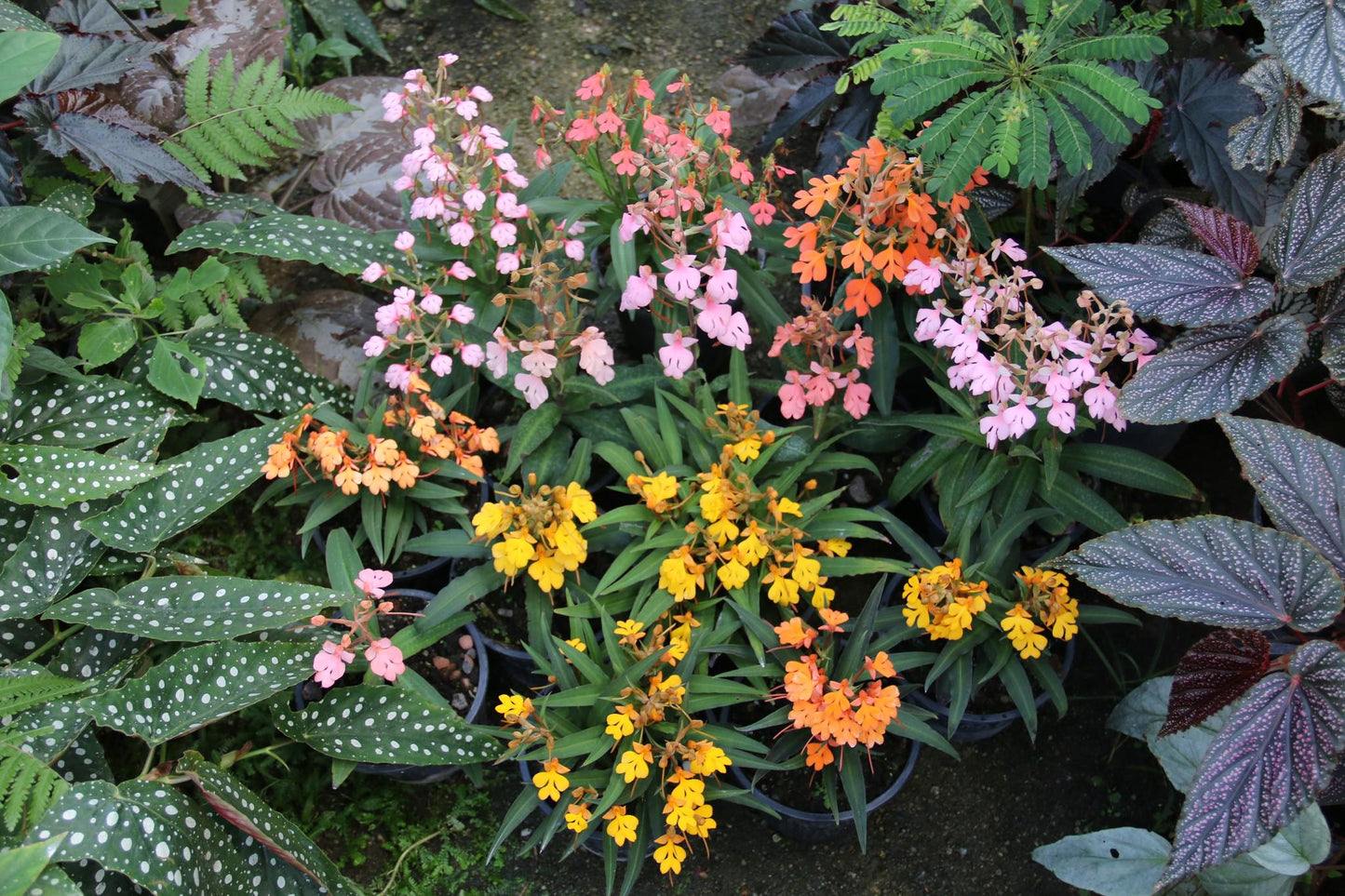 Habenaria rhodocheila 1 plant/tuber store choice ,will select for you by random color