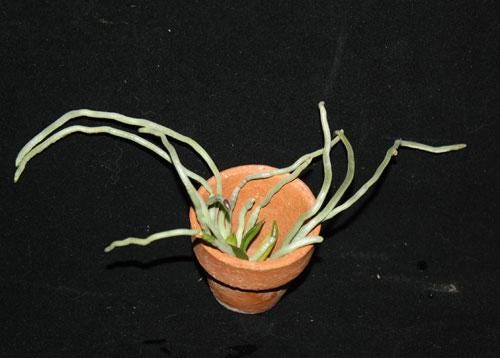 Orchid Chiloschista exuperei 1 plant orchid collection leafless orchid asian ghost orchid