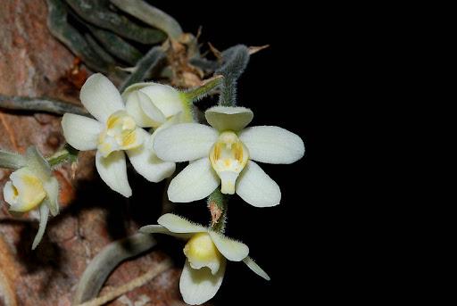 Orchid Chiloschista exuperei 1 plant orchid collection leafless orchid asian ghost orchid
