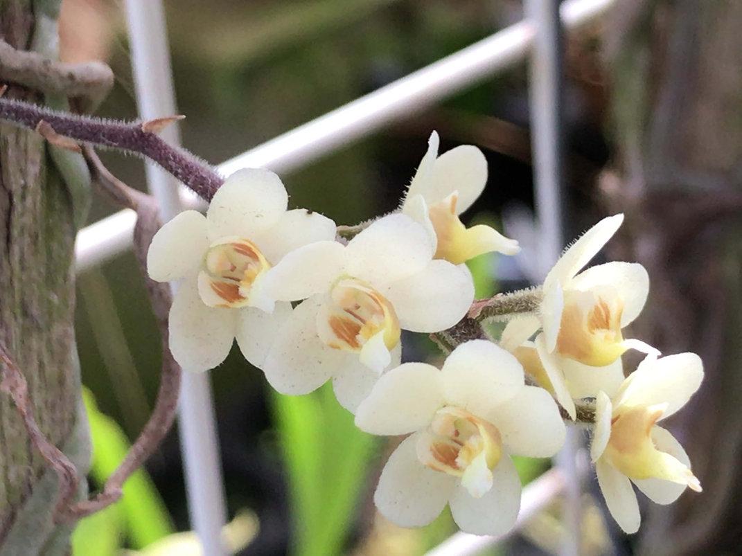 Orchid Chiloschista exuperei 1 plant orchid collection leafless orchid asian ghost orchid