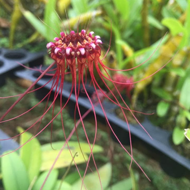 Orchid Bulbophyllum gracillimum 1 plant bloom size orchid collection