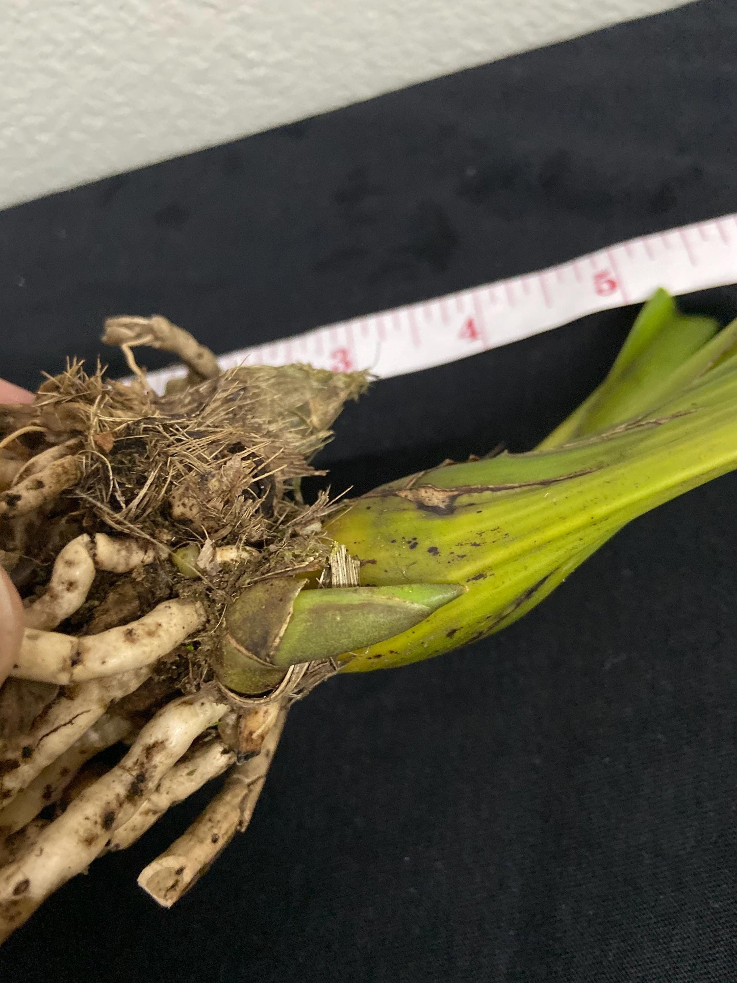 Cymbidium lowianum Orchid Plant for Home & Garden