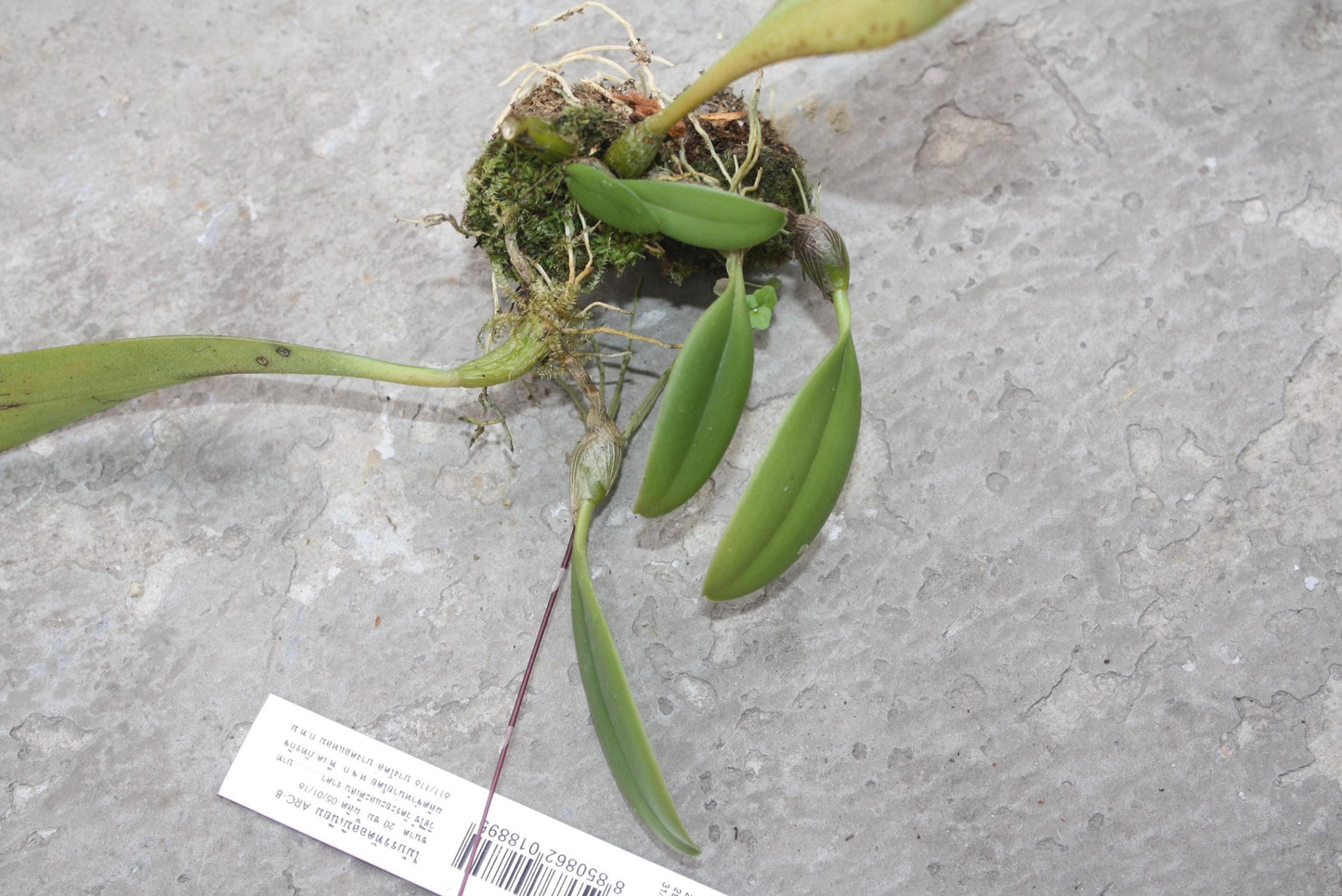 Orchid Bulbophyllum gracillimum 1 plant bloom size orchid collection
