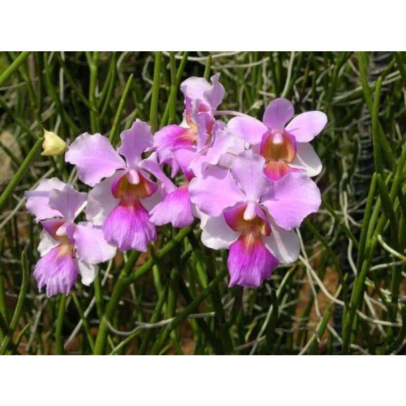 Orchid Papilionanthe teres (Vanda) 2 root cutting orchid for garden decoration
