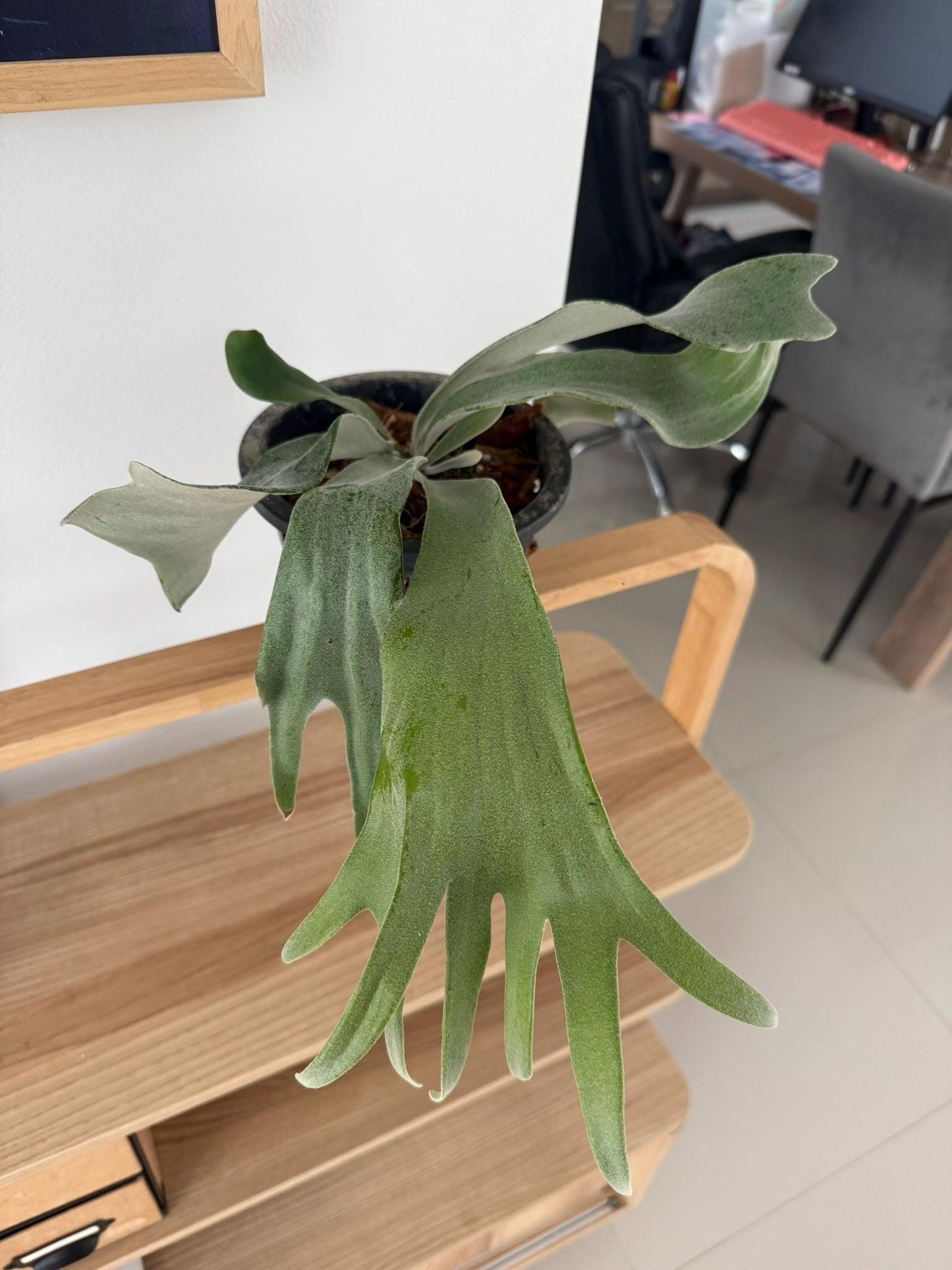 Platycerium Willinckii Celso tatsuta Plant Staghorn Fern collection 1 plant