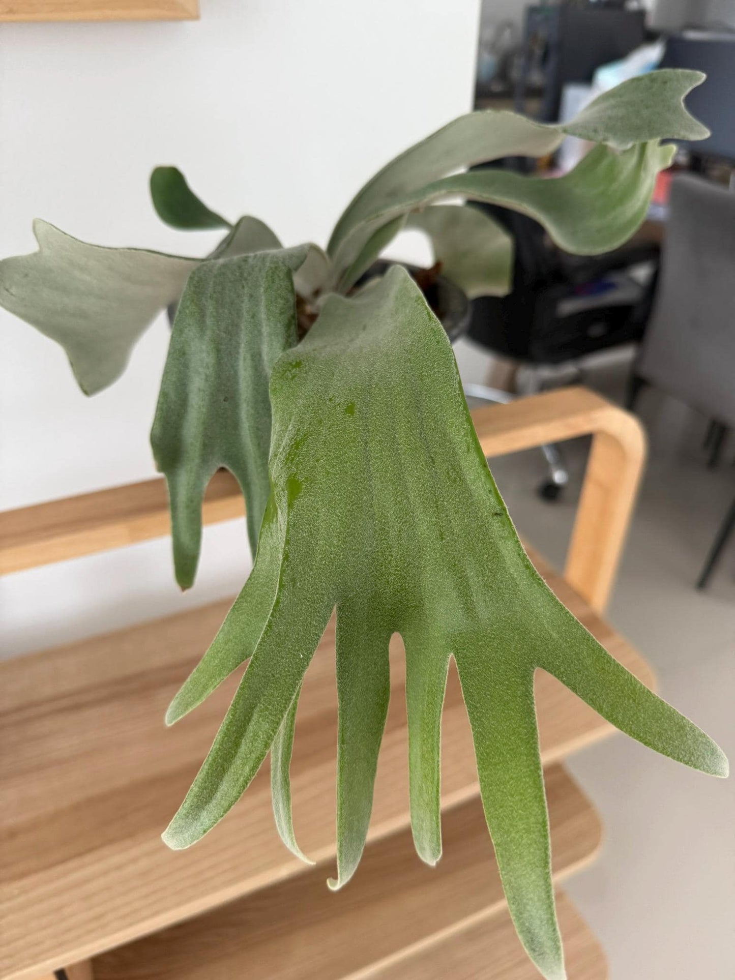 Platycerium Willinckii Celso tatsuta Plant Staghorn Fern collection 1 plant