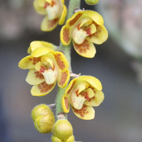Orchid Chiloschista extinctoriformis 1 plant orchid collection for home garden ,collector