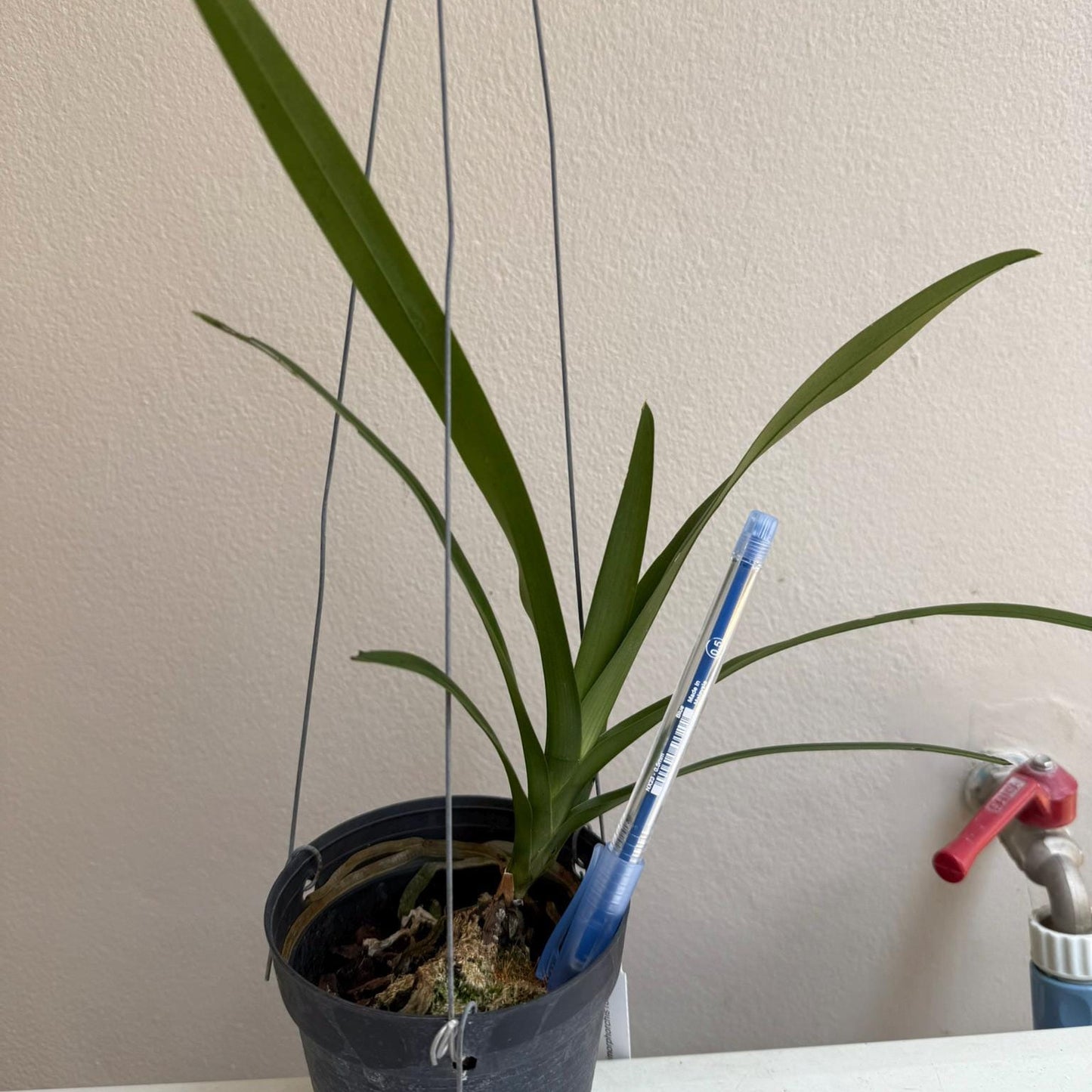 Dimorphorchis lowii Orchid collection 1 plant ディモルフォルキス ロウィ