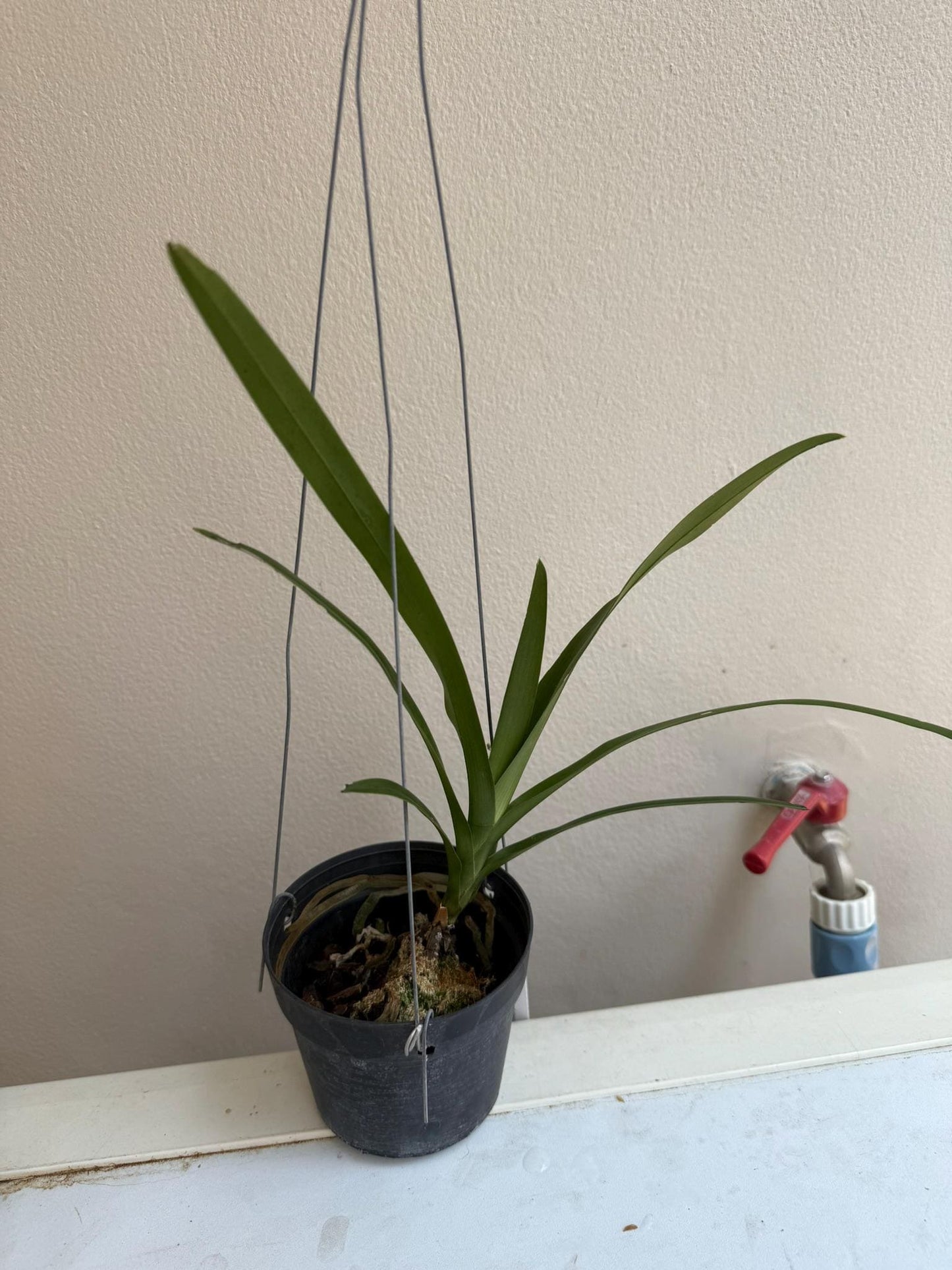 Dimorphorchis lowii Orchid collection 1 plant ディモルフォルキス ロウィ