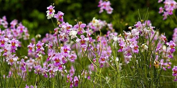 Orchid Papilionanthe teres (Vanda) 2 root cutting orchid for garden decoration