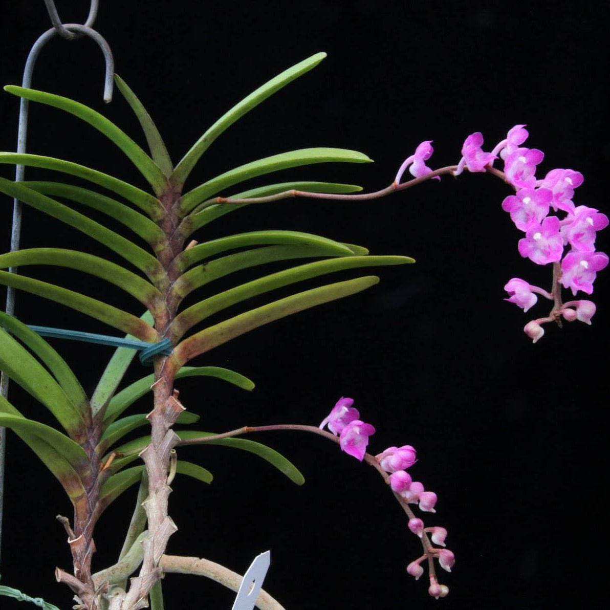 Orchid Aerides krabiense 1 plant orchid collection