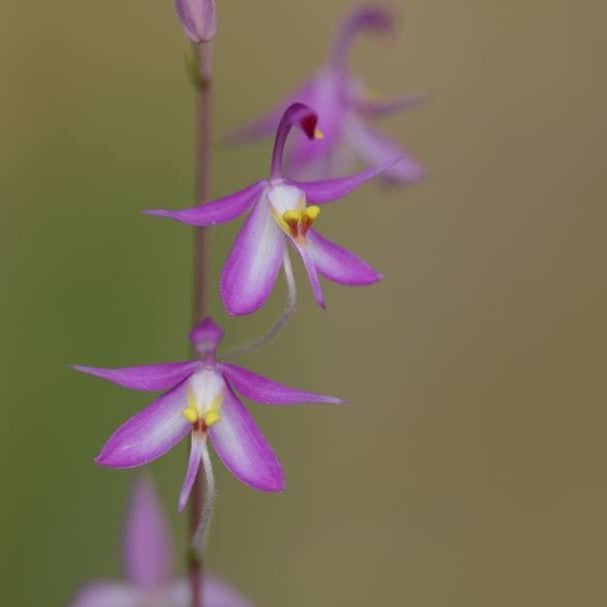 Orchid Spathoglottis hardingiana 2 plant/tuber orchid plant collection and home decorate