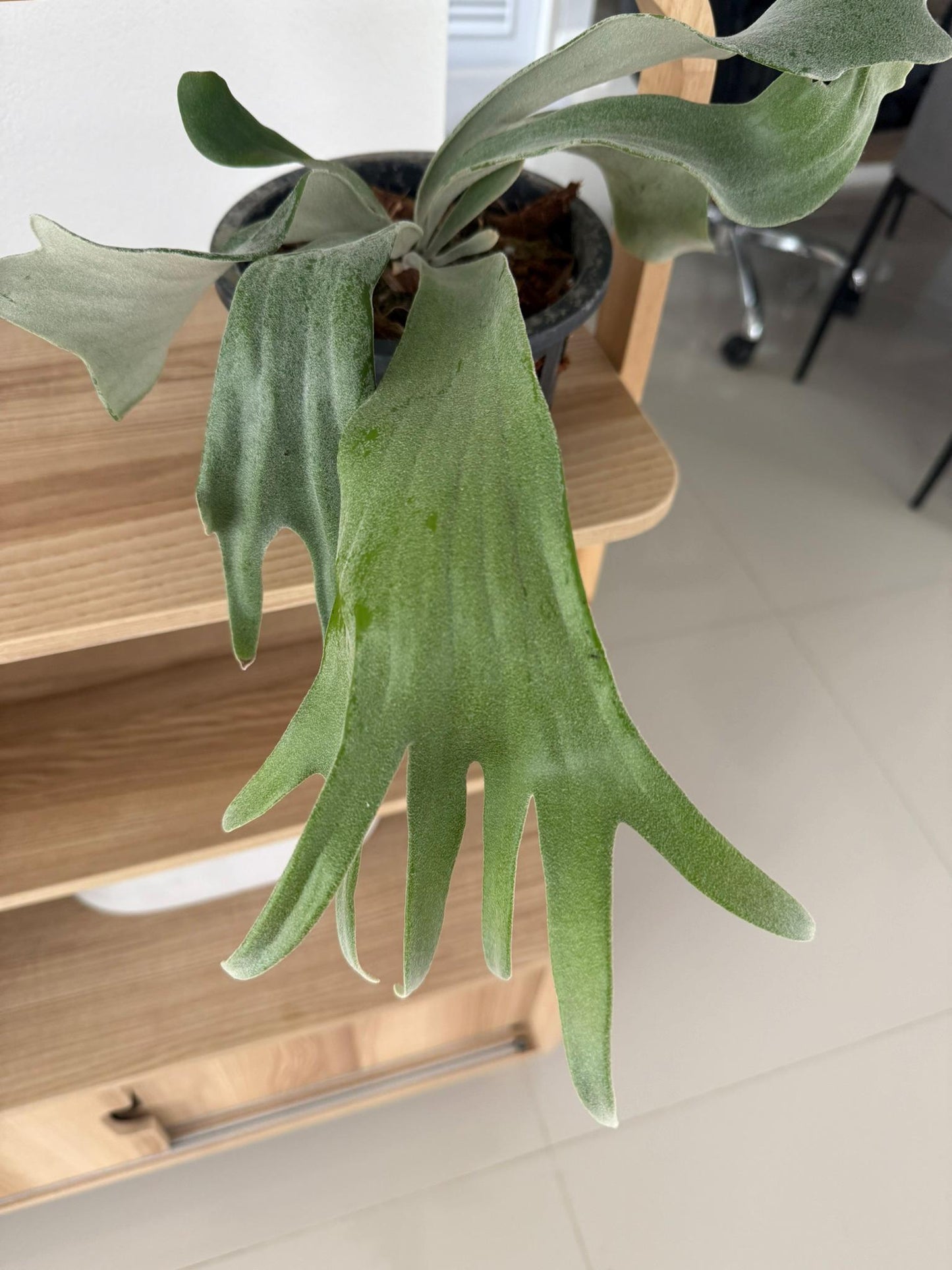 Platycerium Willinckii Celso tatsuta Plant Staghorn Fern collection 1 plant