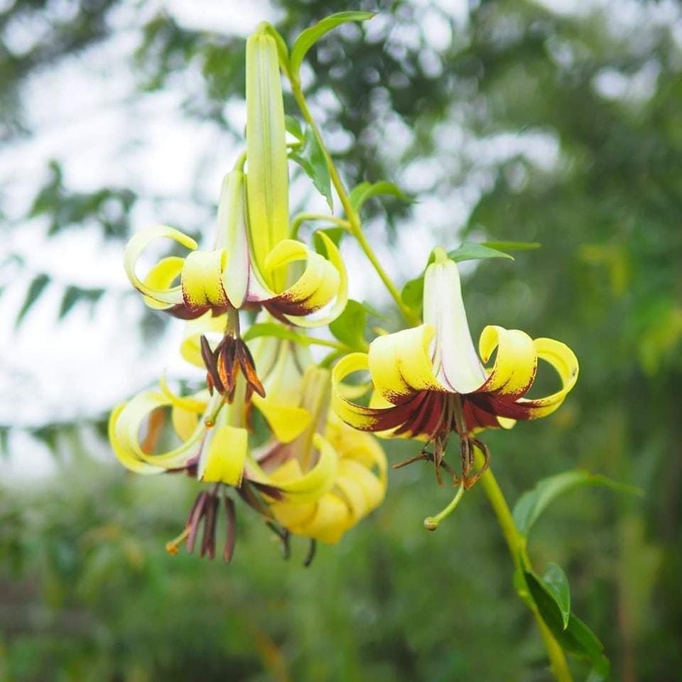 Lilium primulinum var. burmanica 1 bulb wild lilly