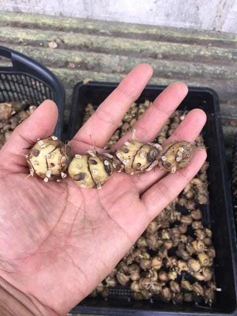 Orchid Geodorum densiflorum pink 2 Bulb tuber/bloom size orchid collection