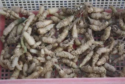 Orchid Habenaria hosseusii 2 Bulb tuber/bloom size orchid collection