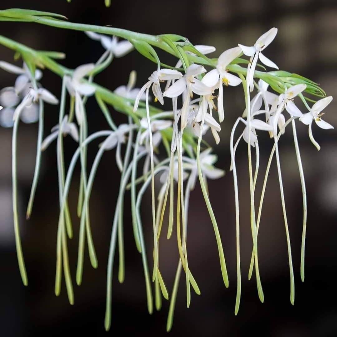 Orchid Habenaria hosseusii 2 Bulb tuber/bloom size orchid collection