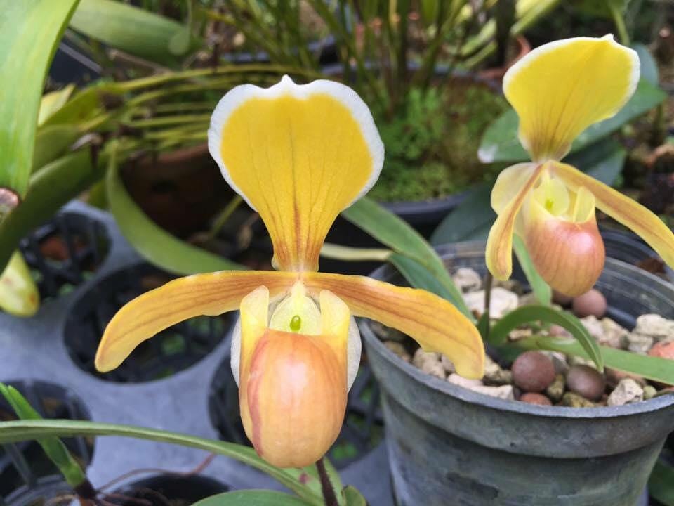 Orchid Paph.helenae/Paph.canhii/Paph.rungsuriyanum plant orchid collection for home garden decoration