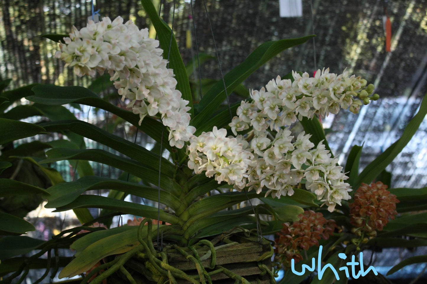 Rhynchostylis gigantea Orchid Plant: Foxtail Orchid, Aerides