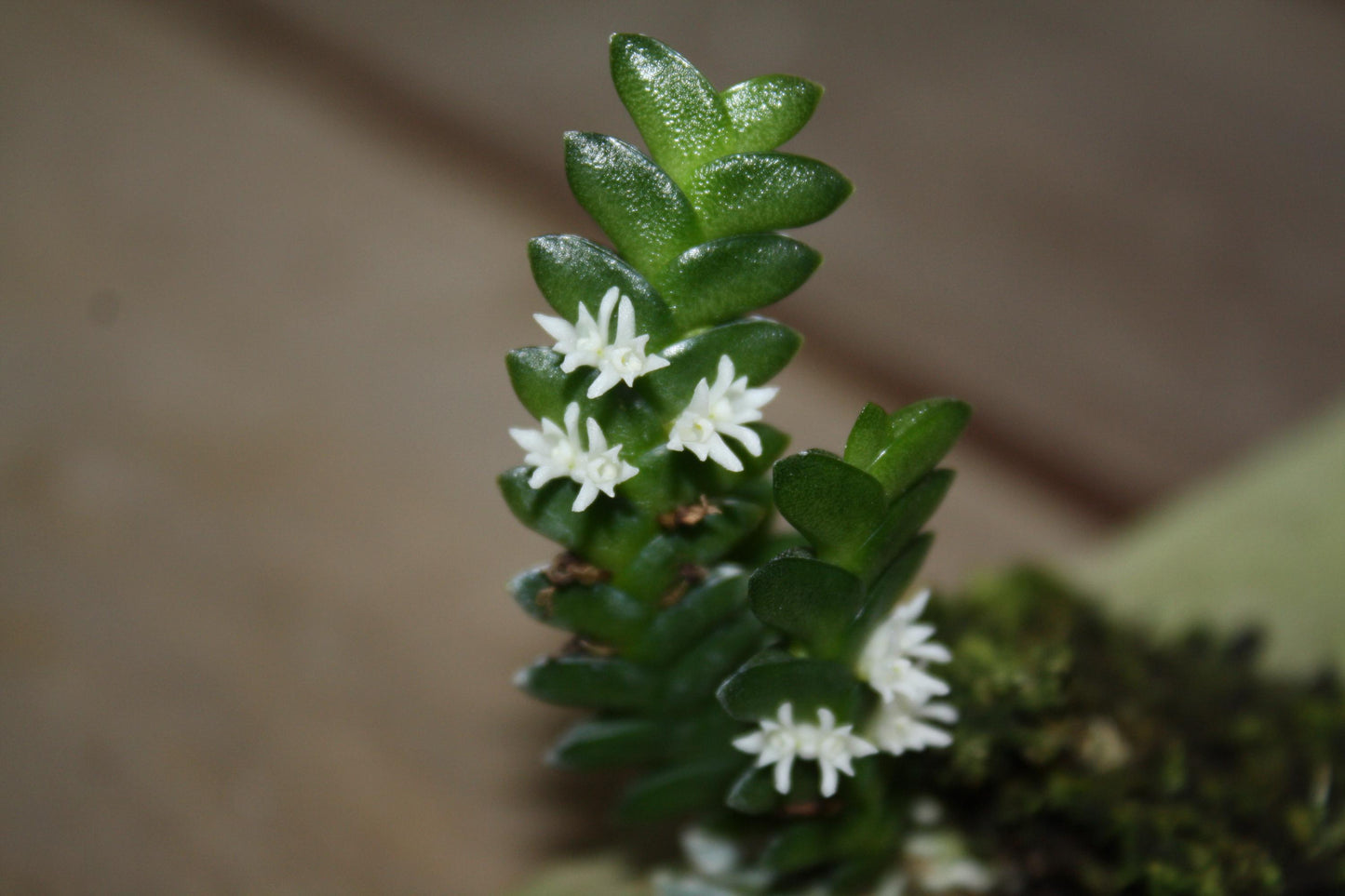 Microsaccus griffithii Orchid - Miniature Epiphyte - Mounted Bloom Size