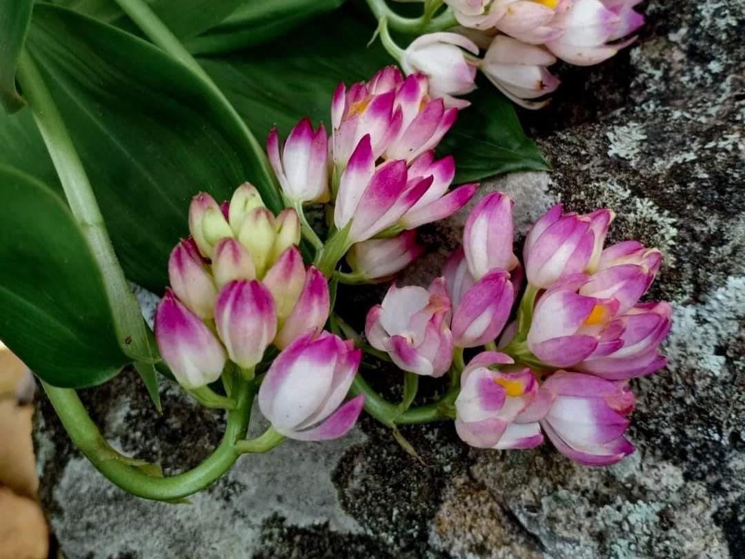 Orchid Geodorum densiflorum pink 2 Bulb tuber/bloom size orchid collection
