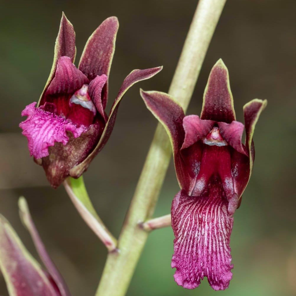 Eulophia Spectabilis Orchid Bulbs: Purple Terrestrial Orchid