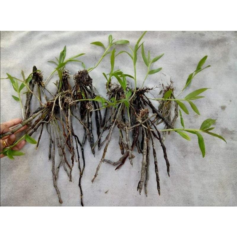 Orchid Dendrobium gratiosissimum 1 plant bloom size orchid collection