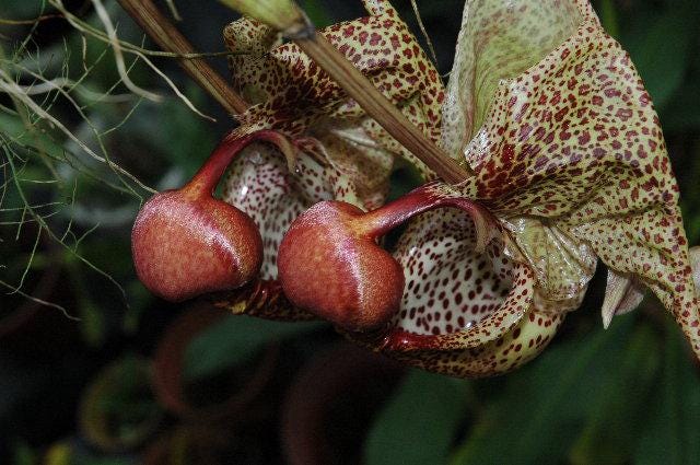 Coryanthes macrantha Orchid Plant: Garden Ready