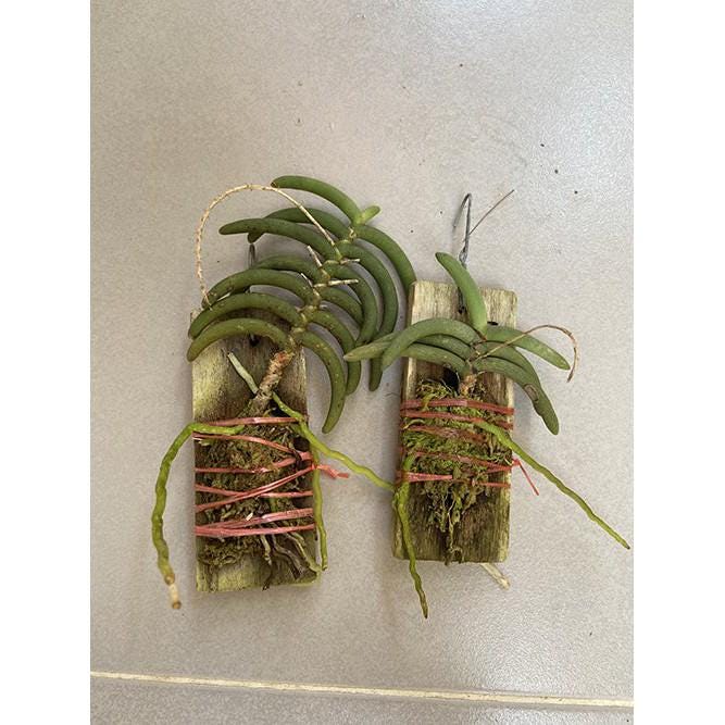 Cleisostoma Arietinum Orchid Plant: Home Garden Collection