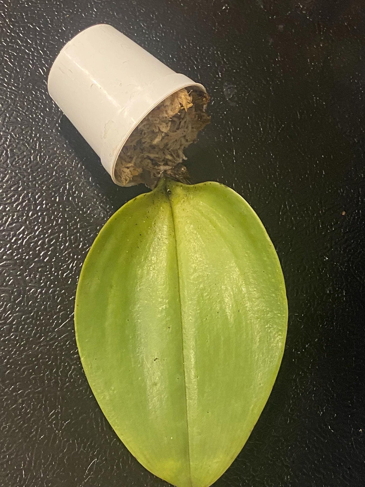 Bulbophyllum beccarii 1 Plant bloom size , orchid for home & Garden collection