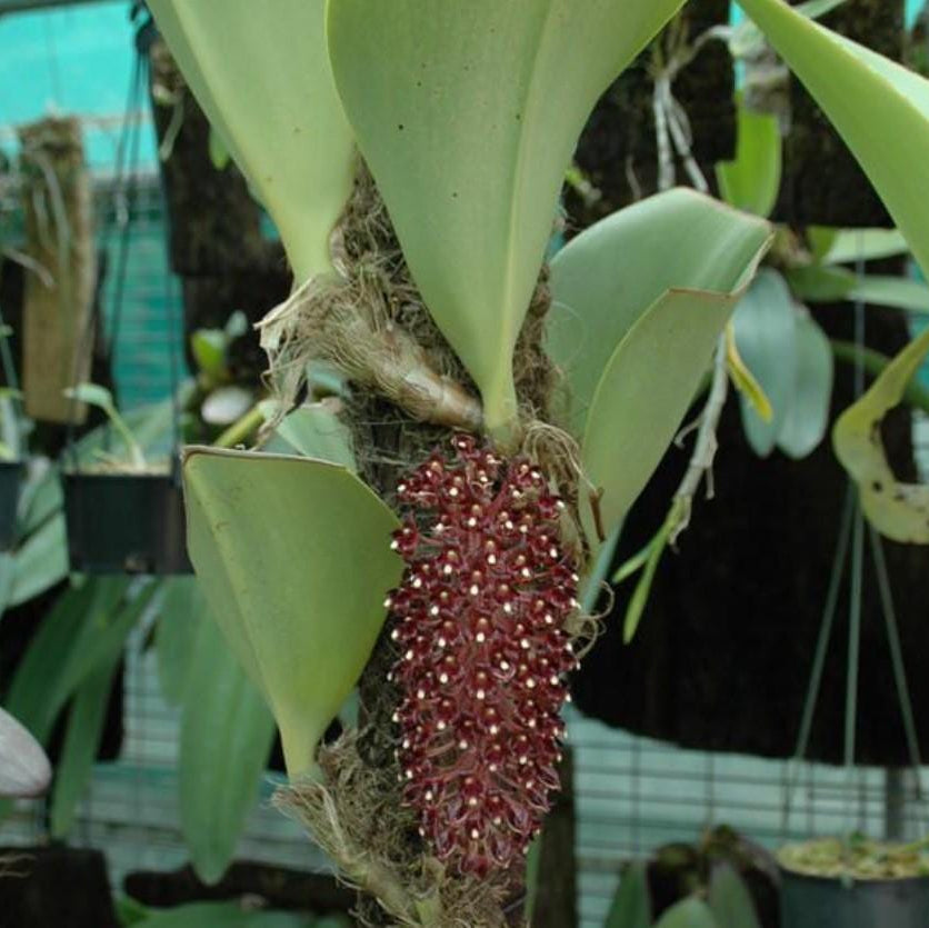 Bulbophyllum beccarii 1 Plant bloom size , orchid for home & Garden collection