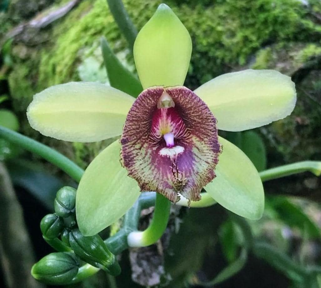 Vanilla cardinalis climbing vine orchid 1 plant collection and home decore 珍しいバニラ蘭 S small size