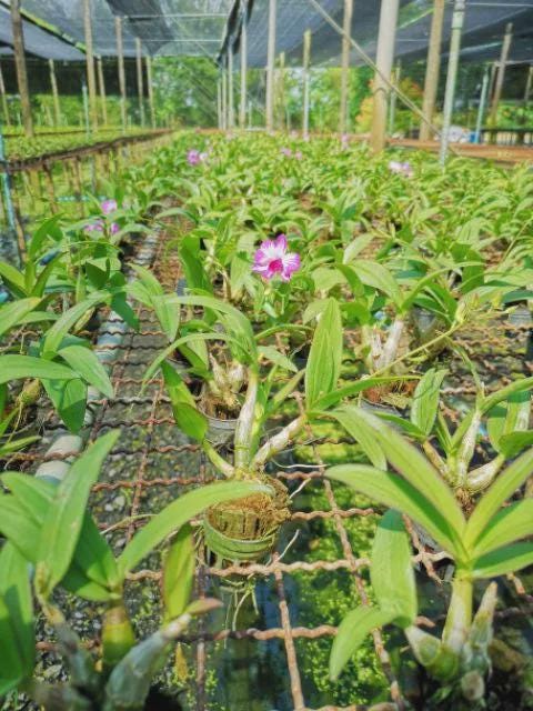 Dendrobium Enobi Mickey Mouse Orchid - Pink Bloom, 1" Pot