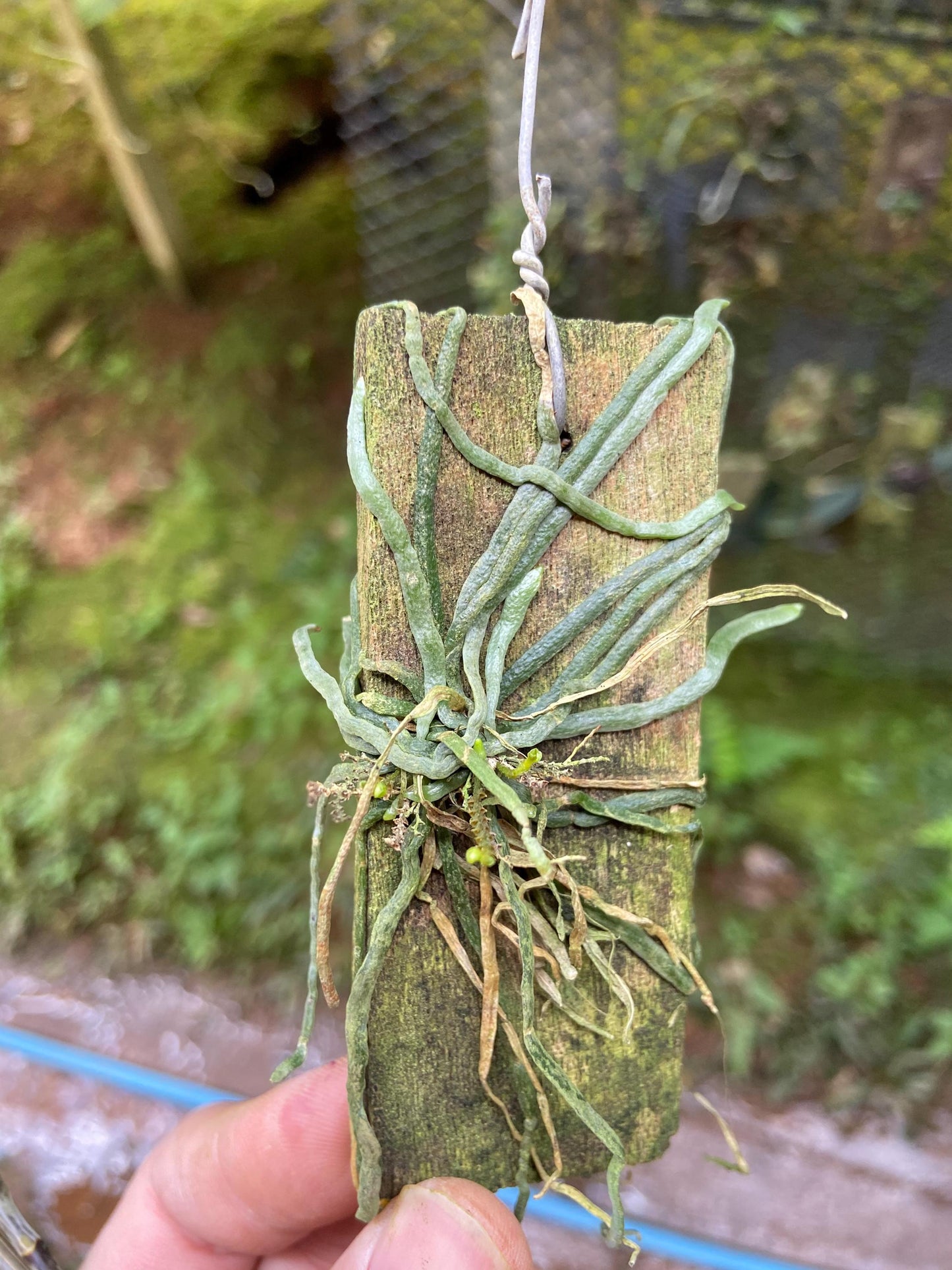 Taeniophyllum obtusum 「葉なしラン」について(英名:Leafless Orchid)miniature orchid collection 1 plant Asian Ghost Orchid