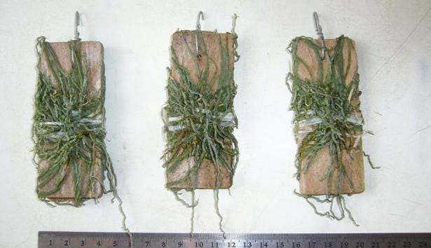 Taeniophyllum obtusum 「葉なしラン」について(英名:Leafless Orchid)miniature orchid collection 1 plant Asian Ghost Orchid