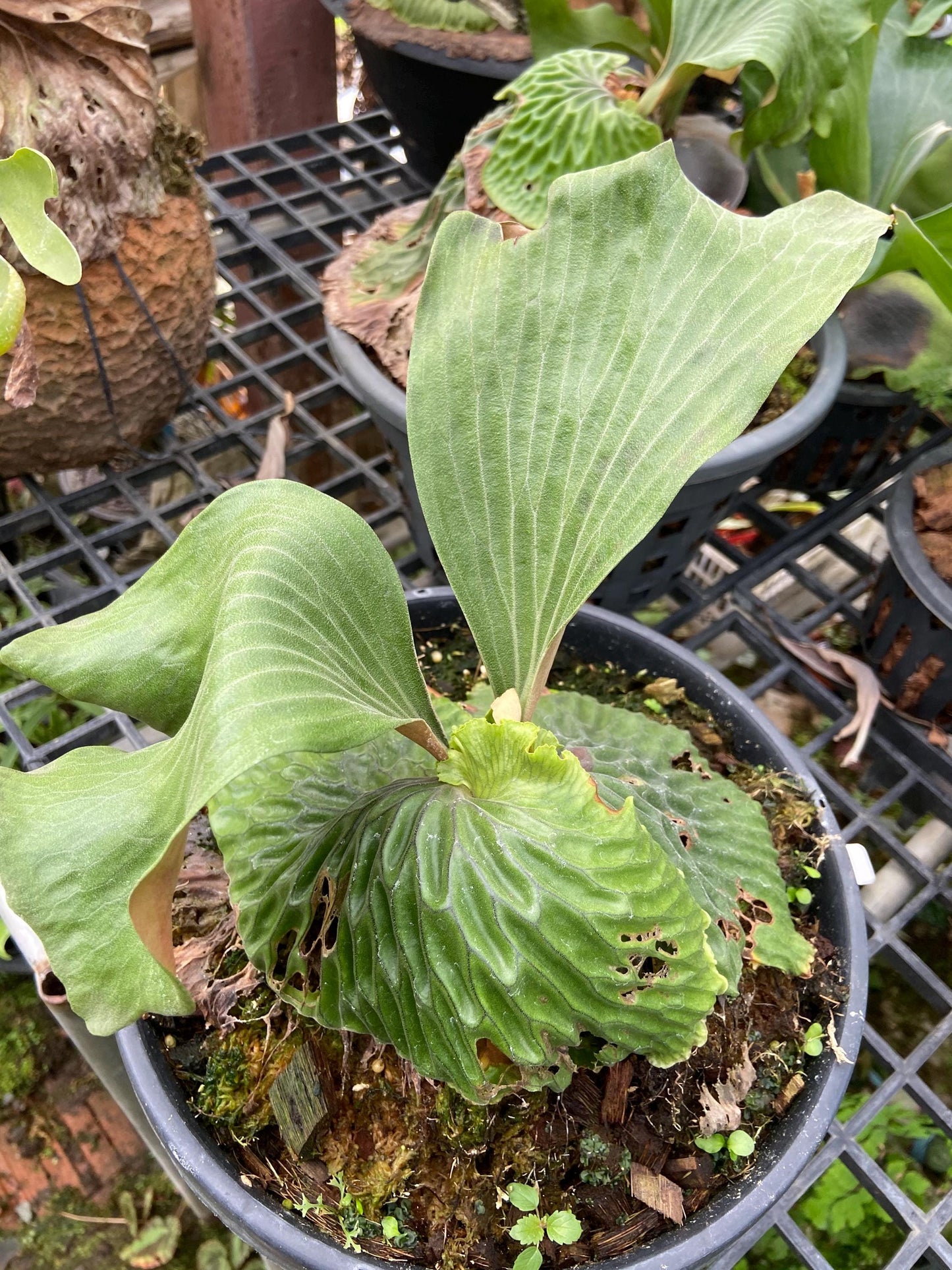 Platycerium madagascariense (プラティセリウム マダガスカリエンセ) 1 Plant Rare Staghorn Fern collection 1 plant
