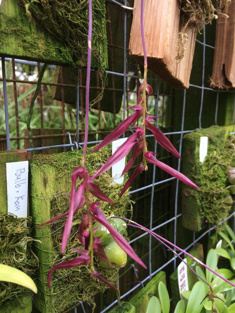 Bulbophyllum kanburiense (Pink) 1 Plant bloom size , orchid for home & Garden collection