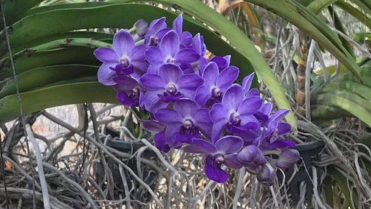 Rhynchostylis gigantea BLUE Orchid - Foxtail Orchid - Fragrant Epiphyte