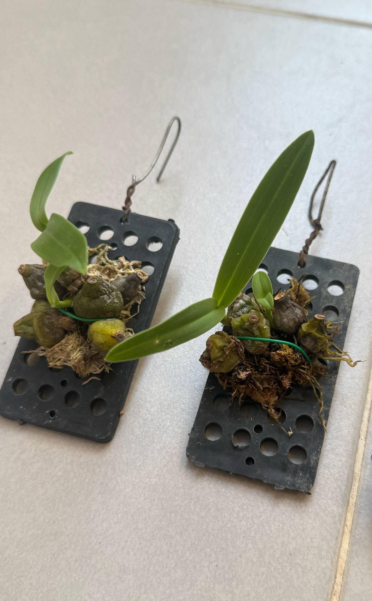 Bulbophyllum kanburiense (Pink) 1 Plant bloom size , orchid for home & Garden collection