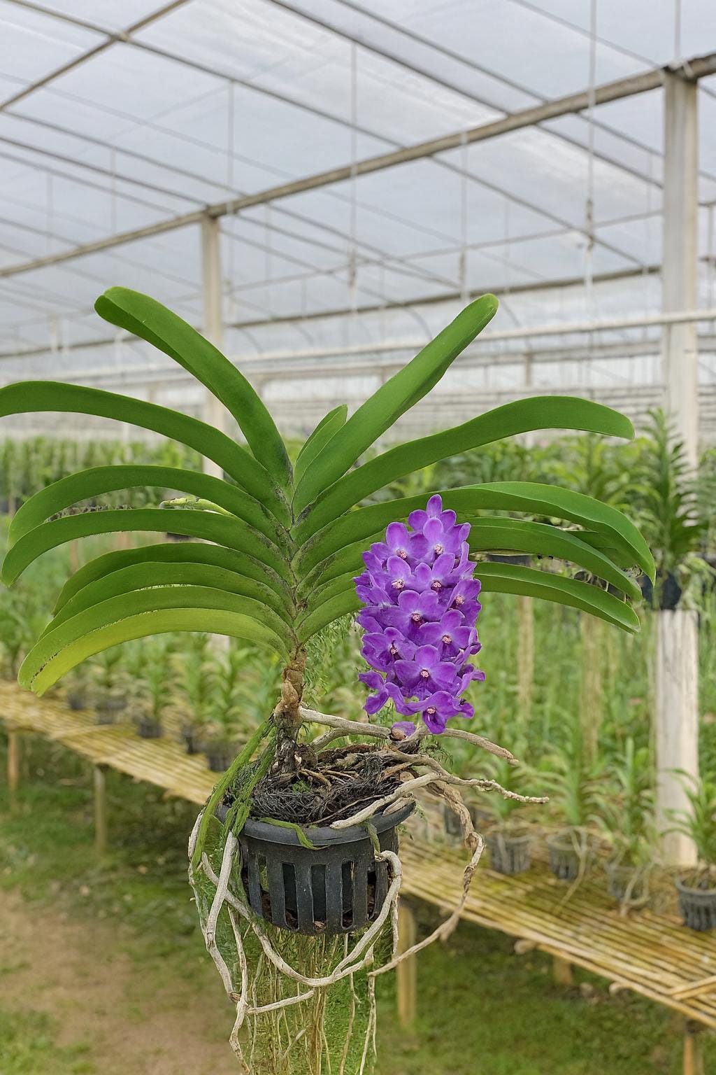 Rhynchostylis gigantea BLUE Orchid - Foxtail Orchid - Fragrant Epiphyte