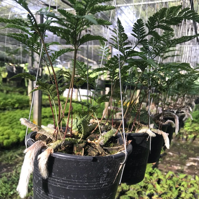 Davallia tyermanii (Rabbit Foot's Fern)