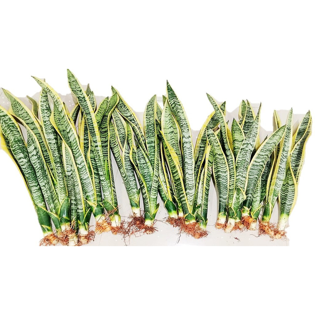 Snake Plant (Sansevieria)