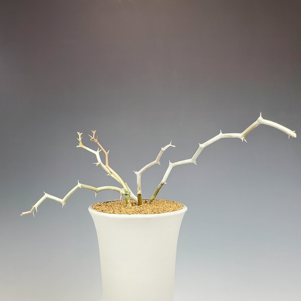 Decarya madagascariensis (Zigzag)