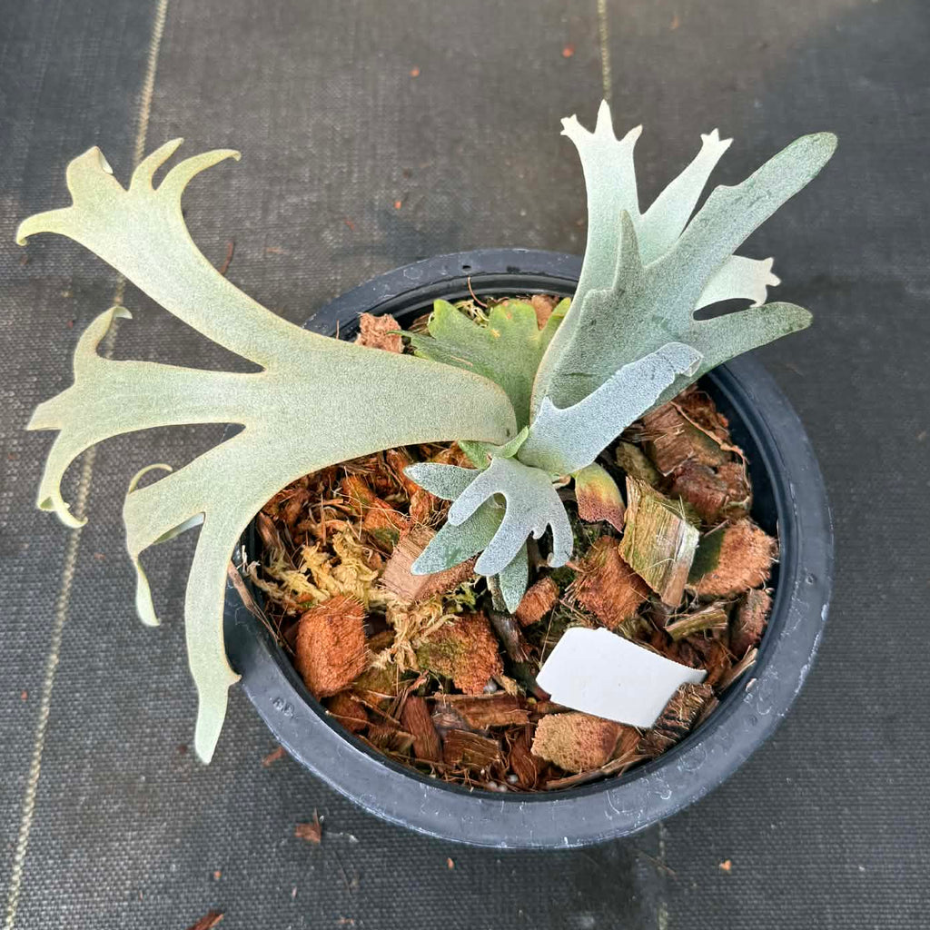 Platycerium willinckii 'Jenny' プラティケリウム・ウィリンキー「ジェニー」