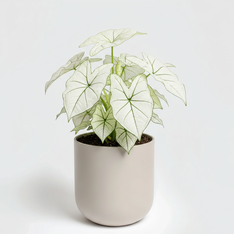 Caladium White