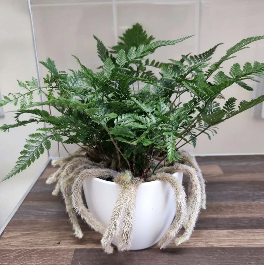 Davallia tyermanii (Rabbit Foot's Fern)