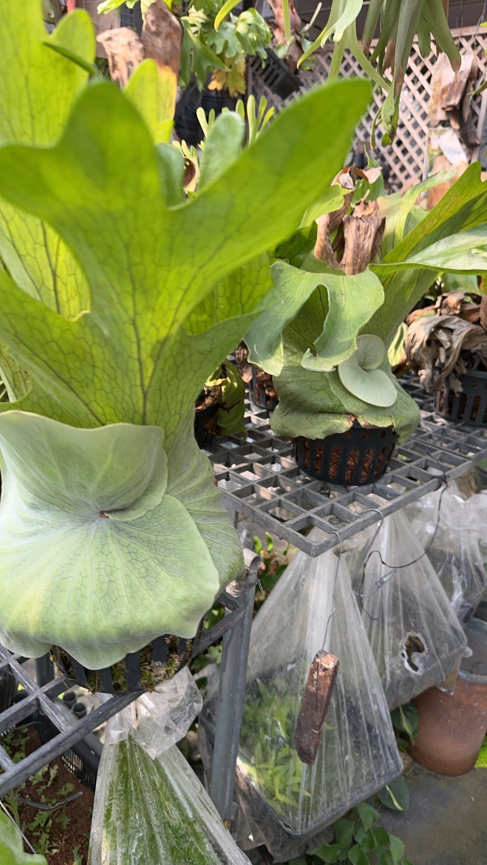 Platycerium “X Mentelosii” (P.superbum x P.stemaria)