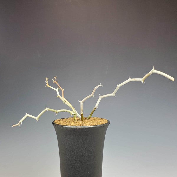 Decarya madagascariensis (Zigzag)